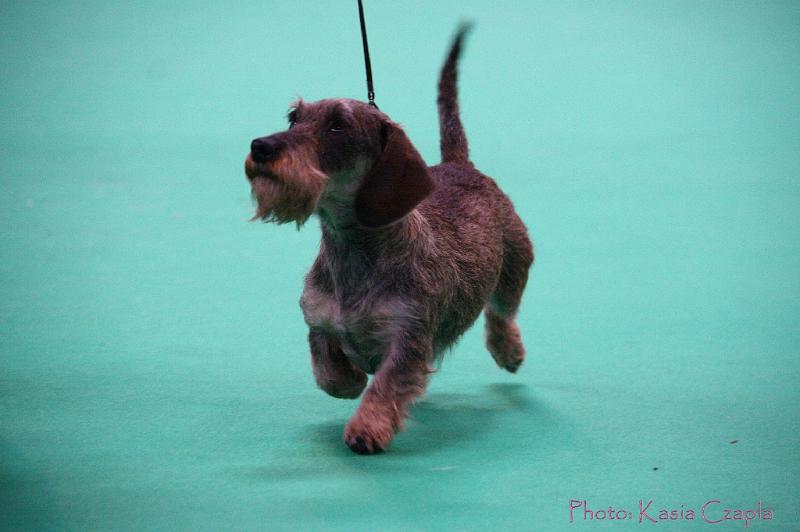 Crufts2011_2 1515.jpg